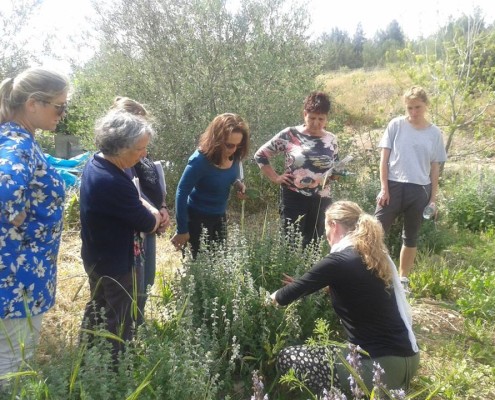 רוקחותת טבעית להכנת תרופות באמצעות צמחי מרפא מהטבע