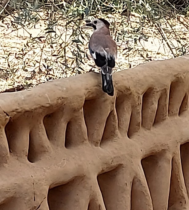 גדרקלאוסטרה